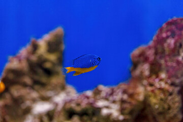 Fototapeta na wymiar Underwater shot of fish Chrysiptera hemicyanea