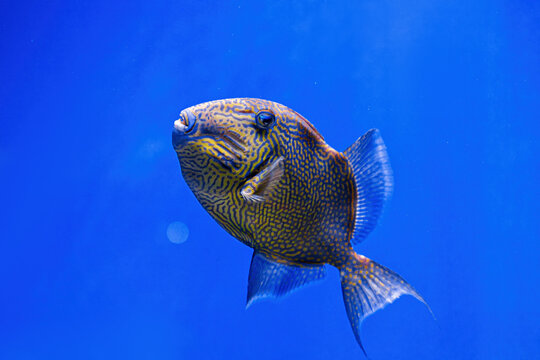 Underwater shot of Pseudobalistes fuscus fish