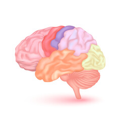 Brain anatomy model isolated on a white background. Main organ of the human body. Medicine and science concept. 3D Vector.