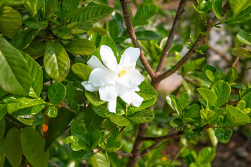 Gardenia jasminoides, white gardenia blooming on tree, white flowers in the garden