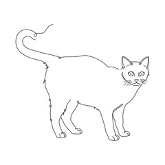 Cat line drawing hand drawn illustration.