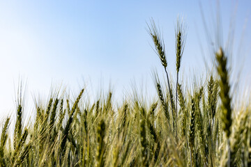 admiration, agricultural, agriculture, background, barley, barley field, beautiful, bliss, bread, carefree, cereal, enjoying, farm, female, field, food, freedom, fresh, girl, golden, grain, grain barl