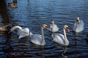  On a sunny spring day, swans and ducks on the river swim along the shore in search of food. © OleksiiKonchenko