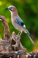 Jay, Garrulus glandarius, Tajo River, Monfragüe National Park, SPA, ZEPA, Biosphere Reserve, Cáceres Province, Extremadura, Spain, Europe