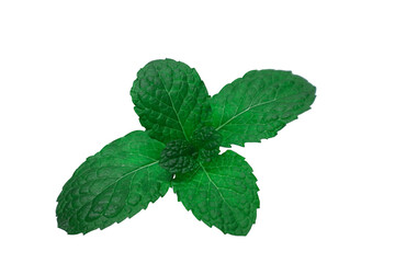 mint leaves isolated on png background. © Ekkachai