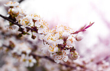 Cherry blossom branch