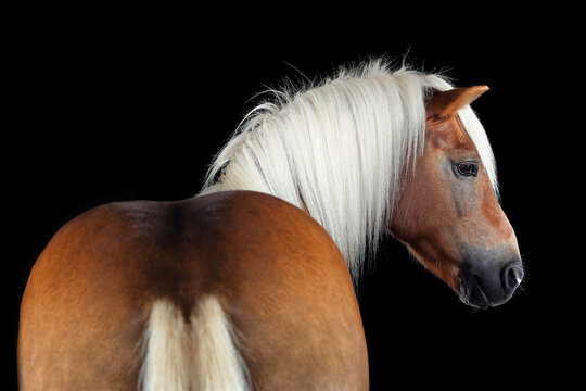 Pferd im Studio

