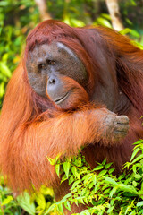 Orangutan, Pongo pygmaeus, Sekonyer River, Tanjung Puting National Park, Kalimantan, Borneo, Indonesia
