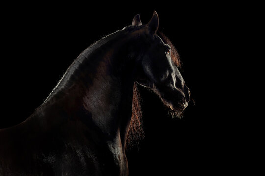 Pferd im Studio

