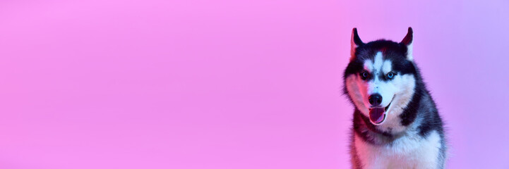 Purebred dog, black and white color puppy of Husky posing over gradient pink-purple background in neon light. Beauty, fashion, domestic animal and healthy lifestyle concept