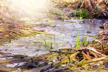 frozen puddle in the forest in early spring