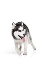 One adorable Siberian Husky dog with tongue sticking out posing isolated over white studio background. Beauty, animal health, happiness, care concept