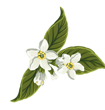 painted lemon flowers, Lemons in blossom, hand-painted objects free png