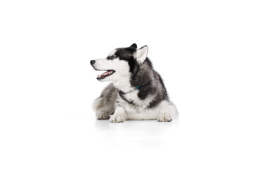 One adorable Siberian Husky dog with tongue sticking out posing isolated over white studio background. Beauty, animal health, happiness, care concept