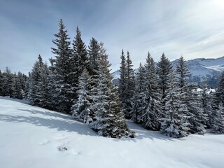 Picturesque canopies of alpine trees in a typical winter atmosphere in the Swiss Alps and over the tourist resort of Arosa - Canton of Grisons, Switzerland (Schweiz)