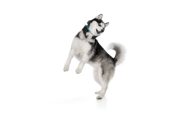 Playful puppy of Husky dog playing, jumping isolated on white background. Concept of animal, care, health and beauty © Lustre Art Group 