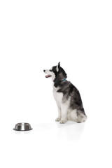 Portrait of groomed puppy of Husky dog sitting on floor near to bowl and waiting feed time over white background. Pet looks calm