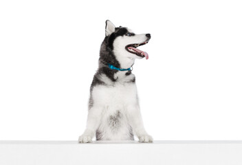 Studio shot of blue eyed beautiful groomed puppy of Husky dog posing isolated on white background....