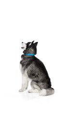 Studio shot of blue eyed beautiful groomed puppy of Husky dog sitting his back to camera isolated on white background.