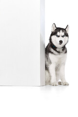 Studio shot of blue eyed beautiful groomed puppy of Husky dog posing isolated on white background. Concept of animal, care, health and beauty
