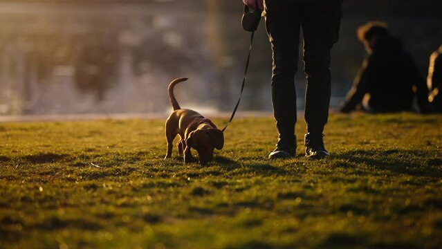 Slow motion shot of a sausage dog smelling the different areas of grass in the park