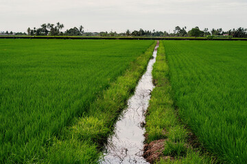 Paddy field village in the morning.