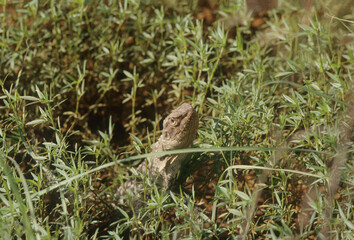 Frilled lizard