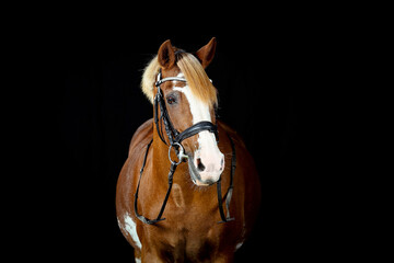 Fototapeta premium Pferd im Studio