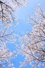 青空に映える満開の桜