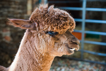 Obraz premium Brown alpaca standing in a farm barn 