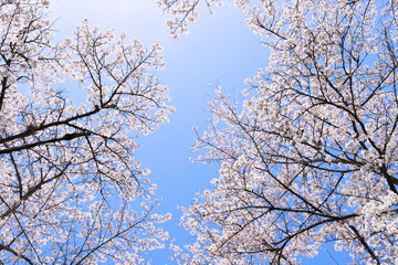 青空に映える満開の桜