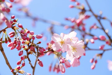 咲き始めた淡いピンクの思川桜
