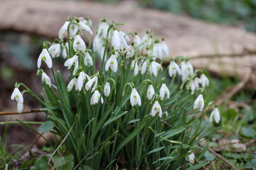 spring snowdrops in the garden park