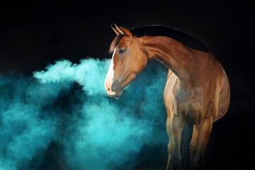 Obraz premium Pferd im Studio