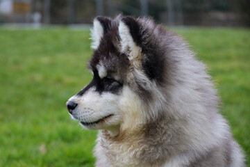 fluffy dog puppy alaskan malamute profile in park