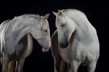 Obraz na płótnie Canvas Pferd im Studio