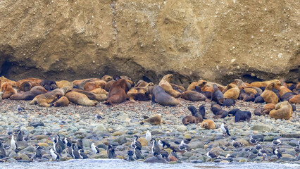 Magdalena Island, Chile