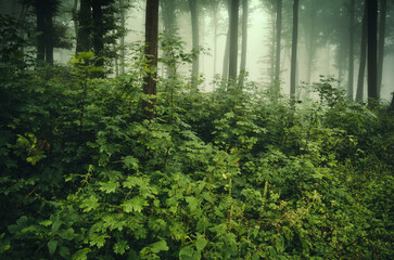 green plants in lush forest, jungle landscape