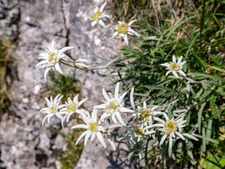 Beautiful bouquet of flowers made from the very rare flowers of the edelweiss mountain flower. Isolated rare and protected wildflower edelweiss growing in natural environment high up in the mountains