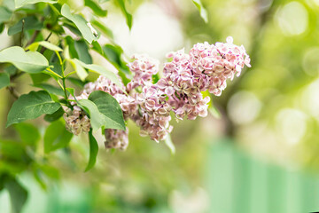 Background from blooming branches of pink lilac. Spring.