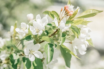 White apple blossoms close-up. Flowering of orchards in spring