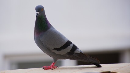 pigeon in a balcony wall