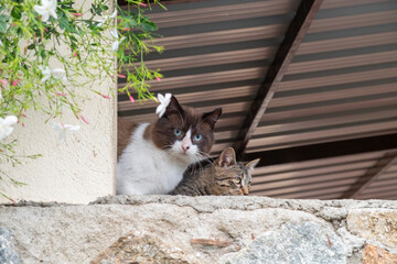 A beautiful male cat with beautiful blue eyes and brown and white fur is hiding behind a column.