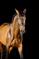 Fototapeta premium Pferd im Studio