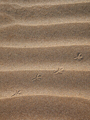 Background with beach sand and bird tracks in close-up. Sand dunes on a sunny summer day.