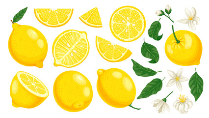 Cartoon yellow lemon. Fresh citrus slices and leaves and blossom. Lemonade fruit cartoon isolated vector illustration set. Whole, half and piece of lemon, tasty juicy and organic product