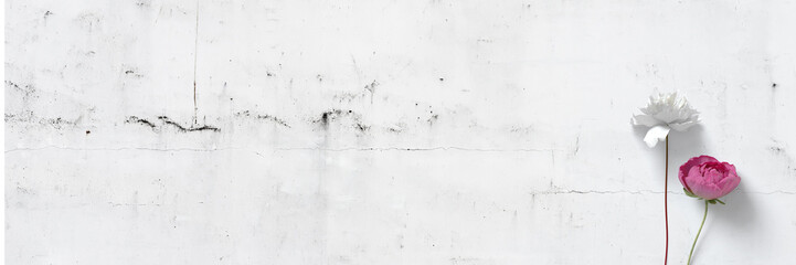 Pfingstrosen / Textfreiraum / Banner