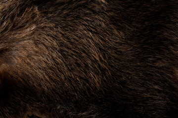 Natural boar fur. Dark background in shades of brown.