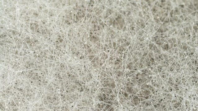 Mold Background. Macro Shot of Mold. Mold Spores on Bread. Rhizopus Colony. Sporangium and Sporangiophores Clearly Visible. Toxic Spores in Food