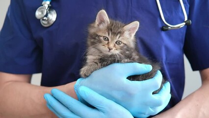 Cropped image of handsome male veterinarian doctor with stethoscope holding cute fluffy striped kitten in arms in veterinary clinic on white background close up. cat and doctor. copy space - Powered by Adobe